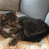 Politically-Manipulated Missing Subway Kitten Arthur Has Been Found